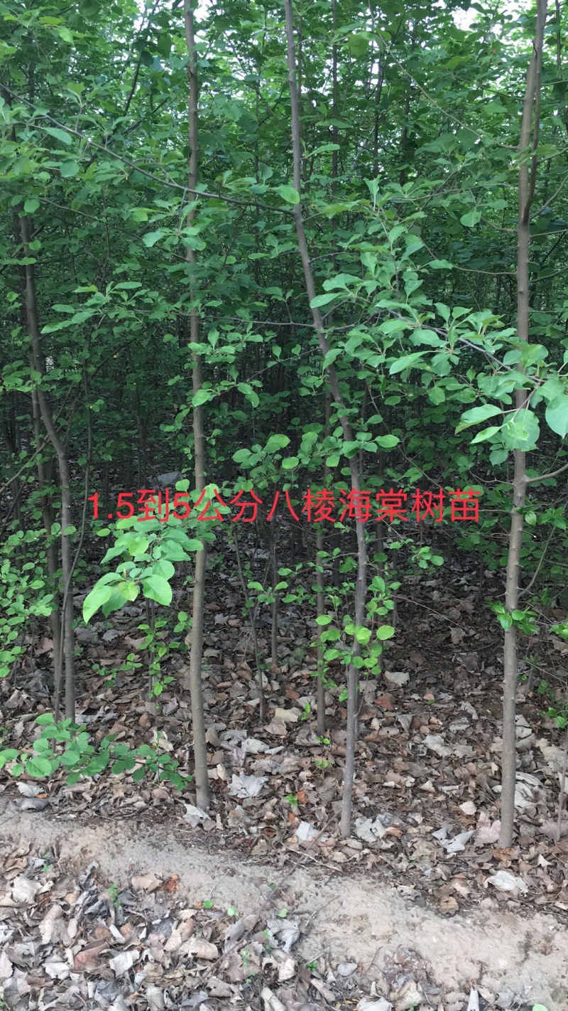 出售1公分到5公分八棱海棠树苗，量大价优