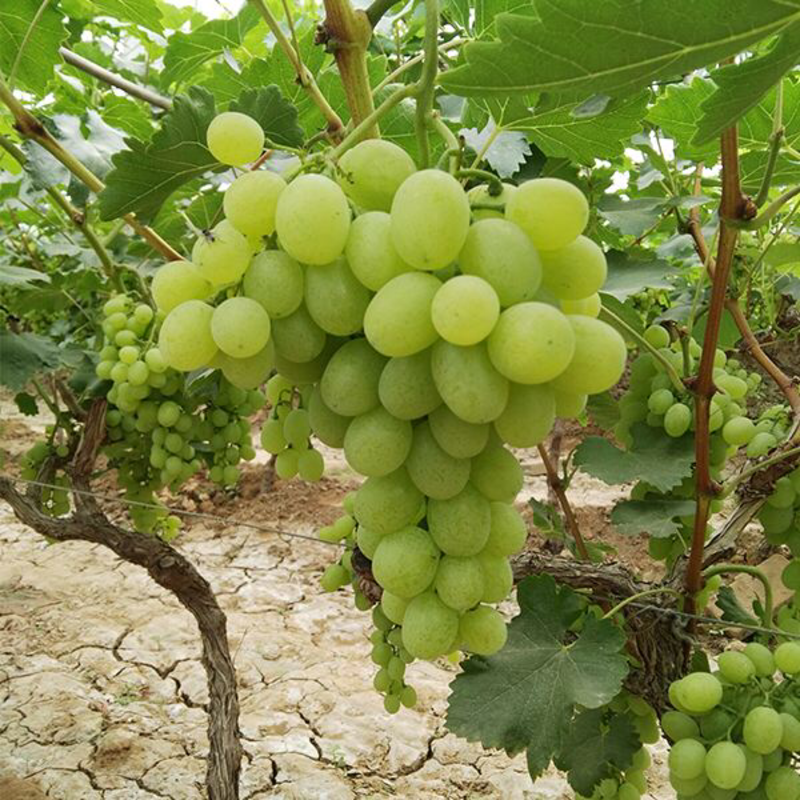 维多利亚葡萄，来自葡萄之乡威县，保证自然新鲜粒粒饱满美