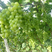 维多利亚葡萄，来自葡萄之乡威县，保证自然新鲜粒粒饱满美
