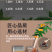 云霄农家自制枇杷膏500g孕妇儿童琵琶膏可一件代发