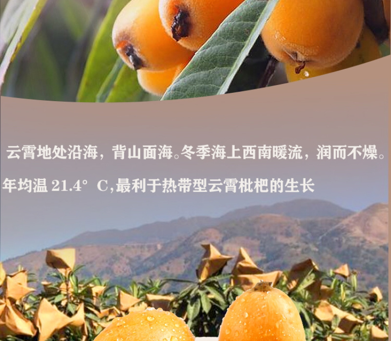 云霄农家自制枇杷膏500g孕妇儿童琵琶膏可一件代发
