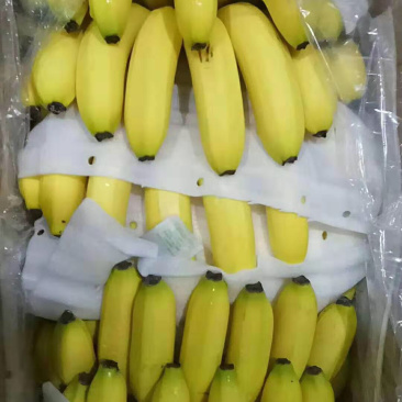 三把精品好蕉7毛大量上市支持一件代发欢迎对接