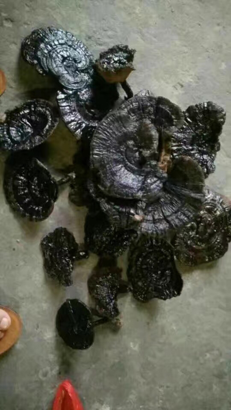 野生灵芝