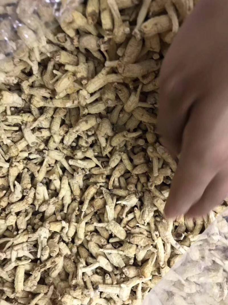 花旗参，开叉1～2克头规格