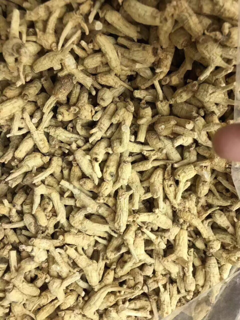 花旗参，开叉1～2克头规格
