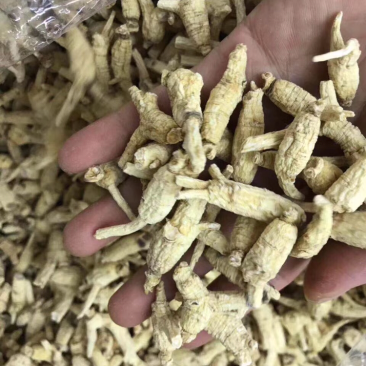 花旗参，开叉1～2克头规格