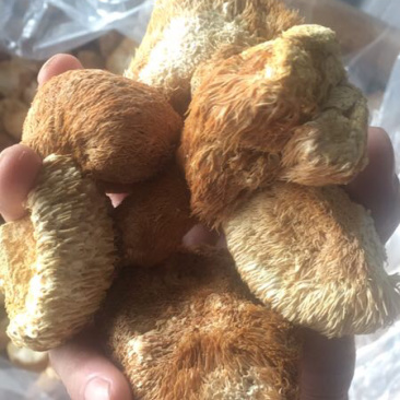 猴头菇干猴头菇
