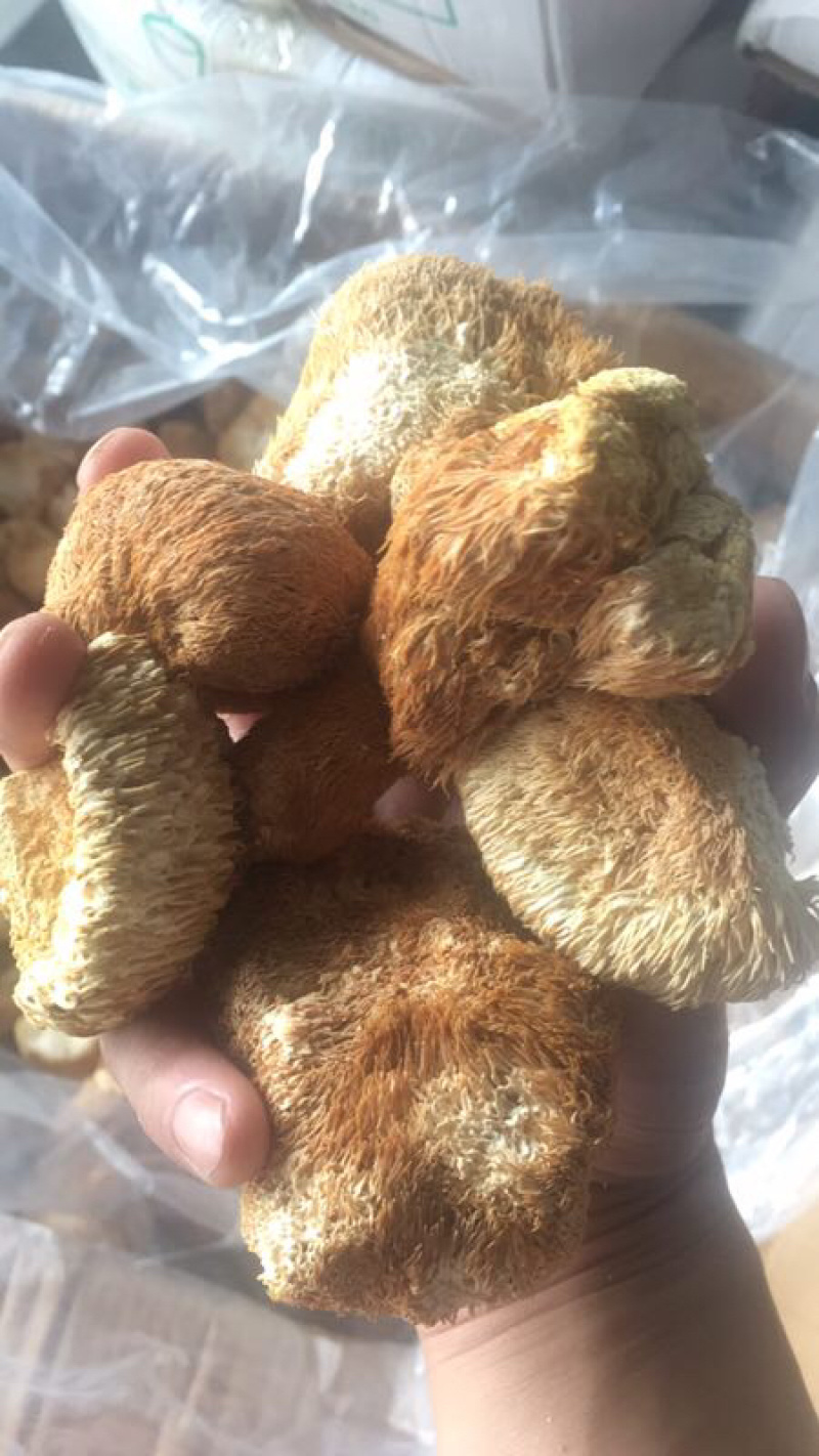 猴头菇干猴头菇