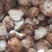 猴头菇干猴头菇