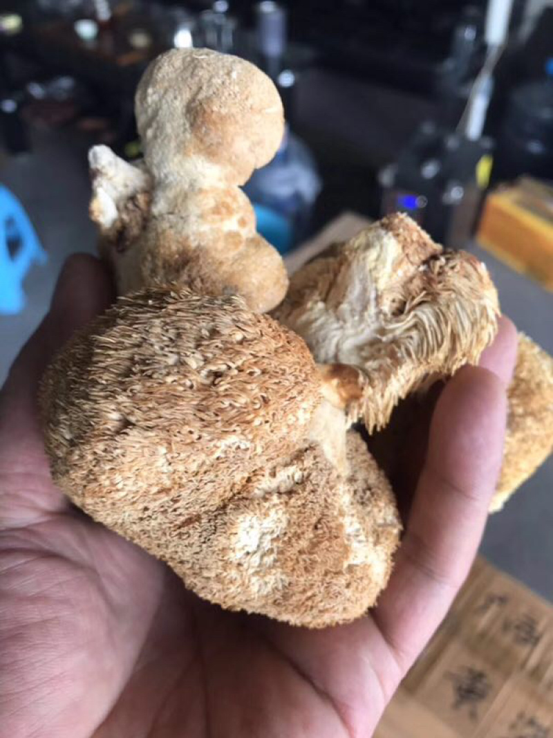 猴头菇干猴头菇