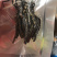 干虫草