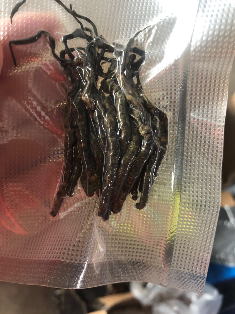 干虫草