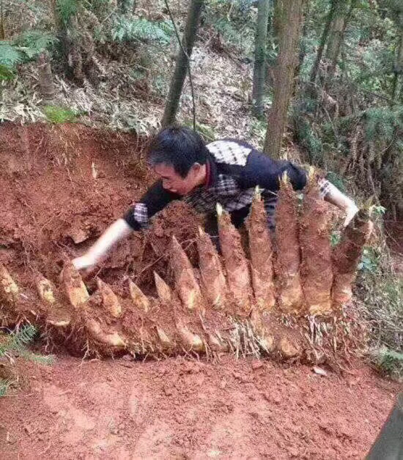 福建永安冬笋干