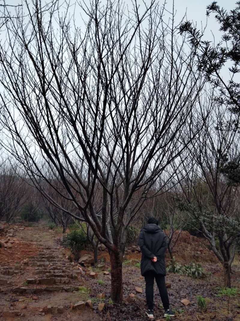 晚樱正宗日本晚樱关山樱普贤象松月樱等