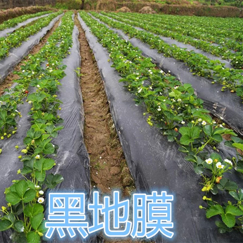 黑地膜