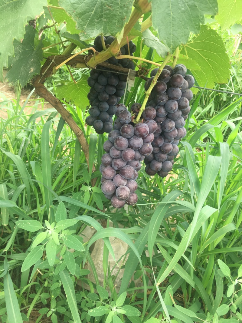 夏黑葡萄上市、需要的速度联系