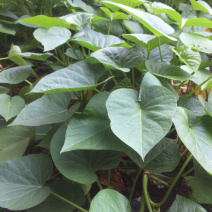 北京大棚内红薯叶有机种植味道好地瓜叶