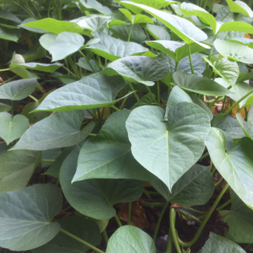 北京大棚内红薯叶有机种植味道好地瓜叶
