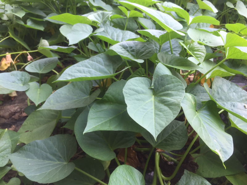 北京大棚内红薯叶有机种植味道好地瓜叶