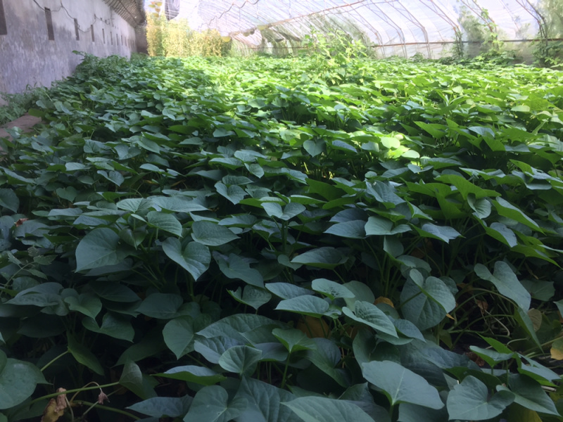 北京大棚内红薯叶有机种植味道好地瓜叶