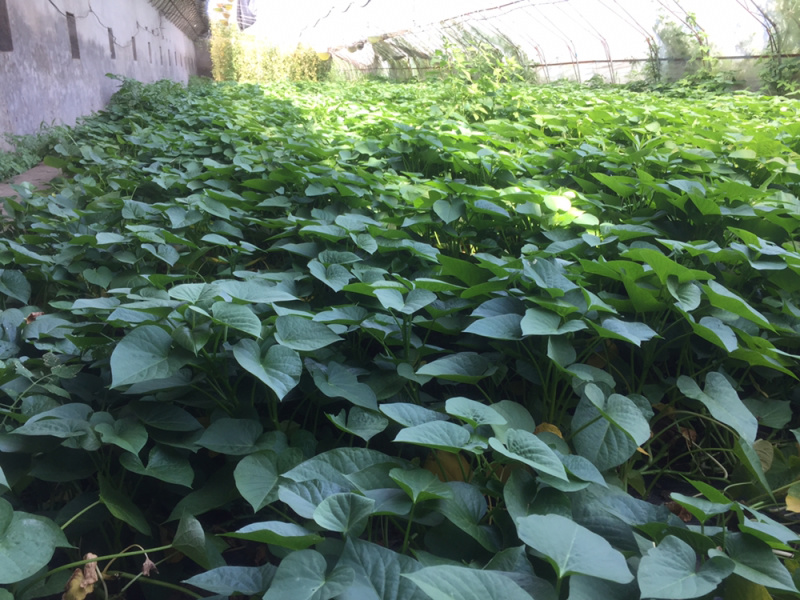 北京大棚内红薯叶有机种植味道好地瓜叶