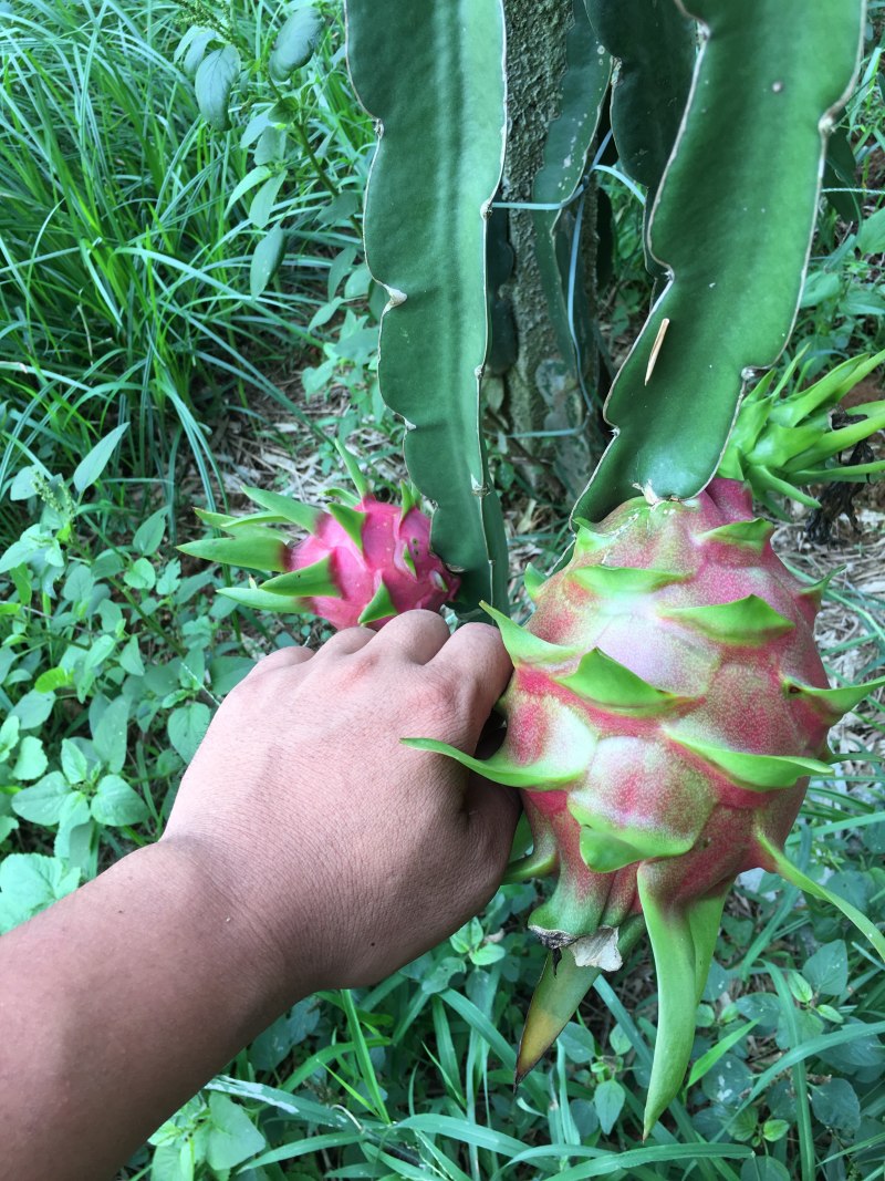 火龙果苗，无刺红龙，红皮红心红龙果，一年挂果