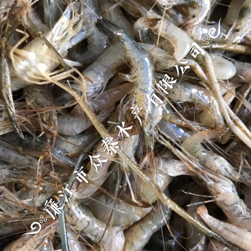 饮用水河虾4567规格一手货源