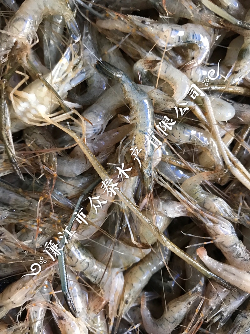 饮用水河虾4567规格一手货源