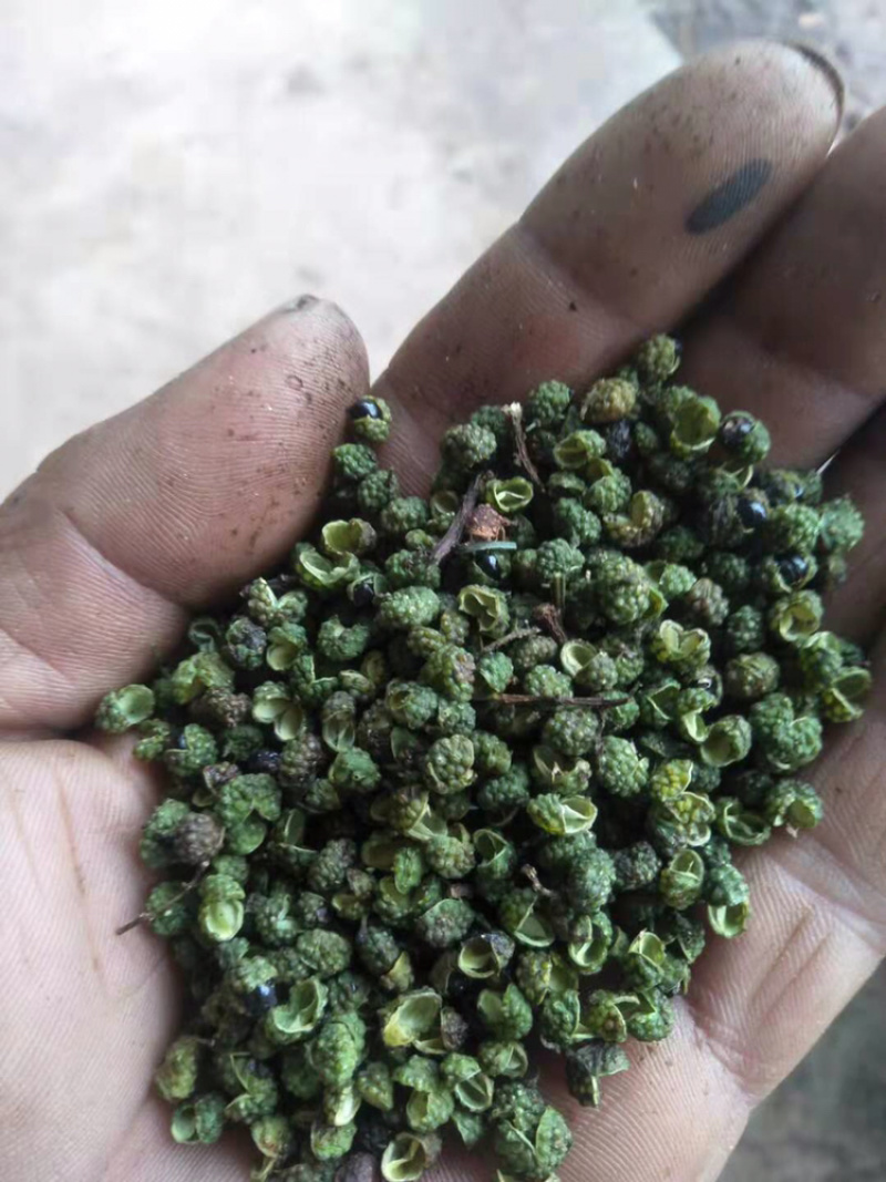 自产精品青麻椒（产地直销）