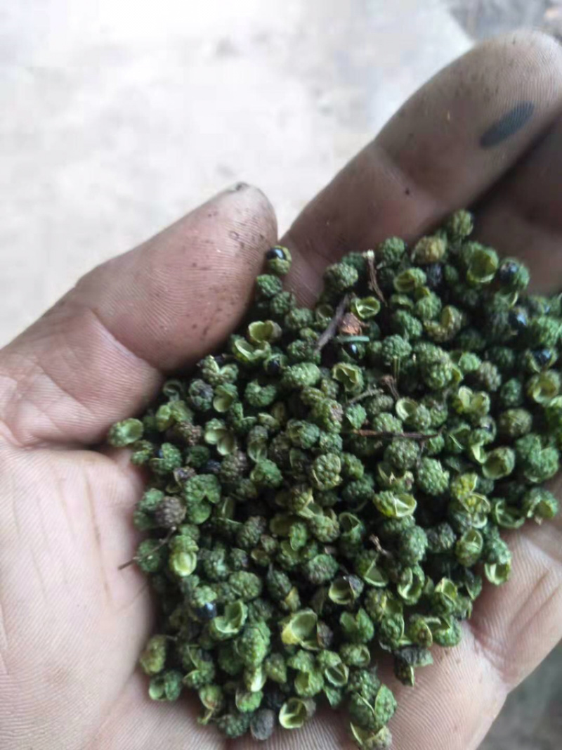 自产精品青麻椒（产地直销）