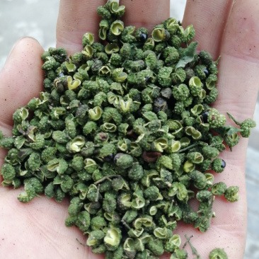 自产精品青麻椒（产地直销）