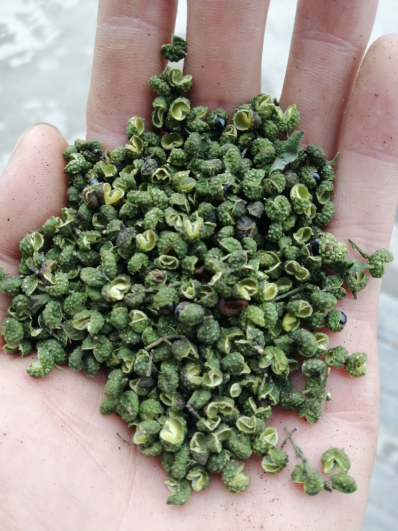 自产精品青麻椒（产地直销）