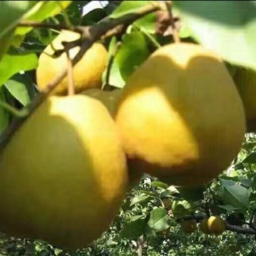 金翠香梨