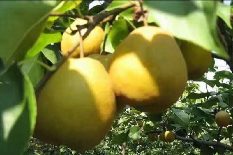 金翠香梨