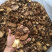 香菇菌，野生香菇，野生食用菌批发，云南特产