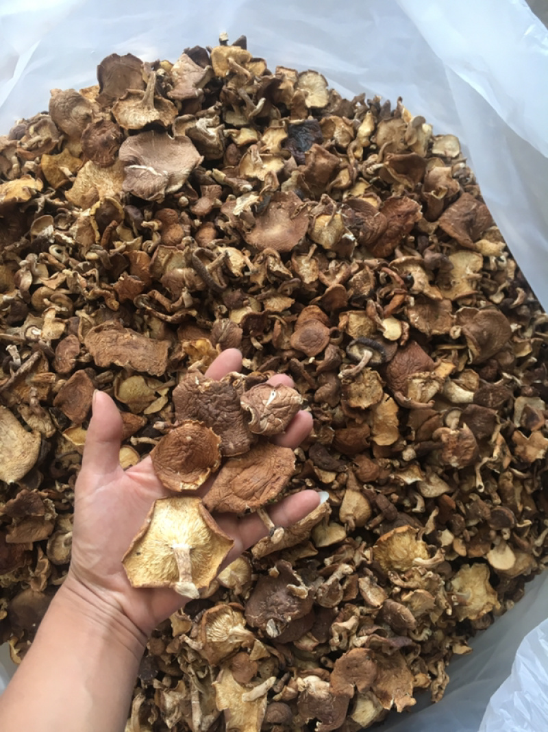 香菇菌，野生香菇，野生食用菌批发，云南特产