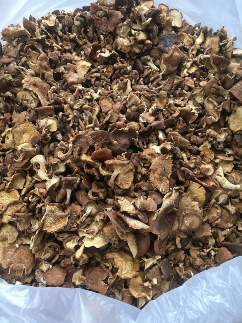 香菇菌，野生香菇，野生食用菌批发，云南特产
