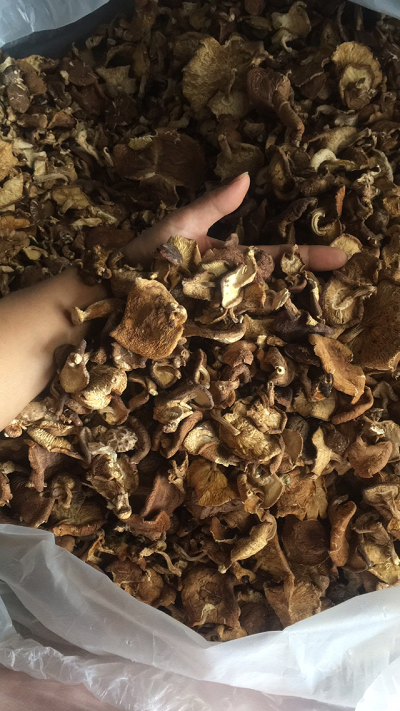 香菇菌，野生香菇，野生食用菌批发，云南特产