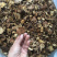 香菇菌，野生香菇，野生食用菌批发，云南特产