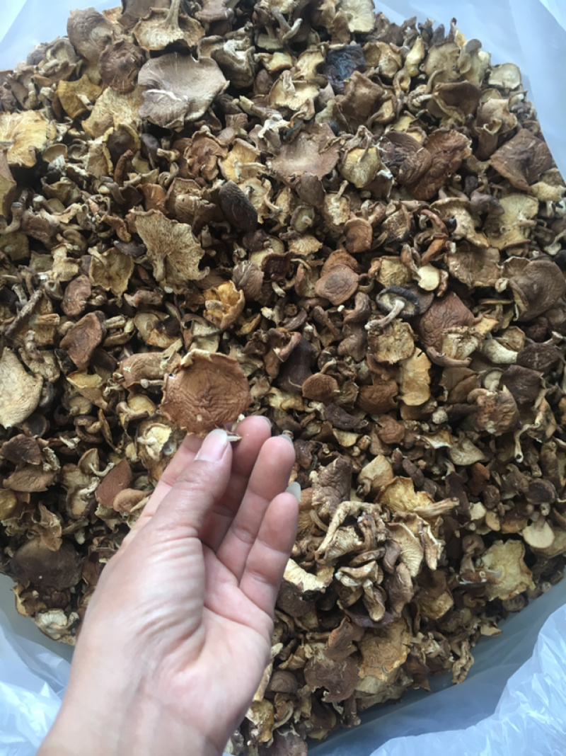 香菇菌，野生香菇，野生食用菌批发，云南特产