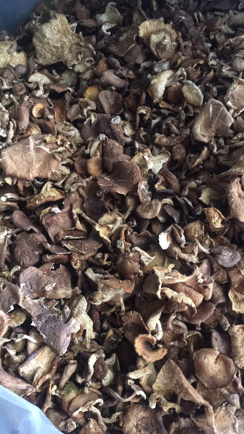 香菇菌，野生香菇，野生食用菌批发，云南特产