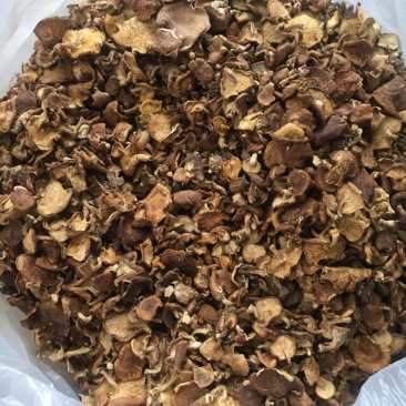 香菇菌，野生香菇，野生食用菌批发，云南特产