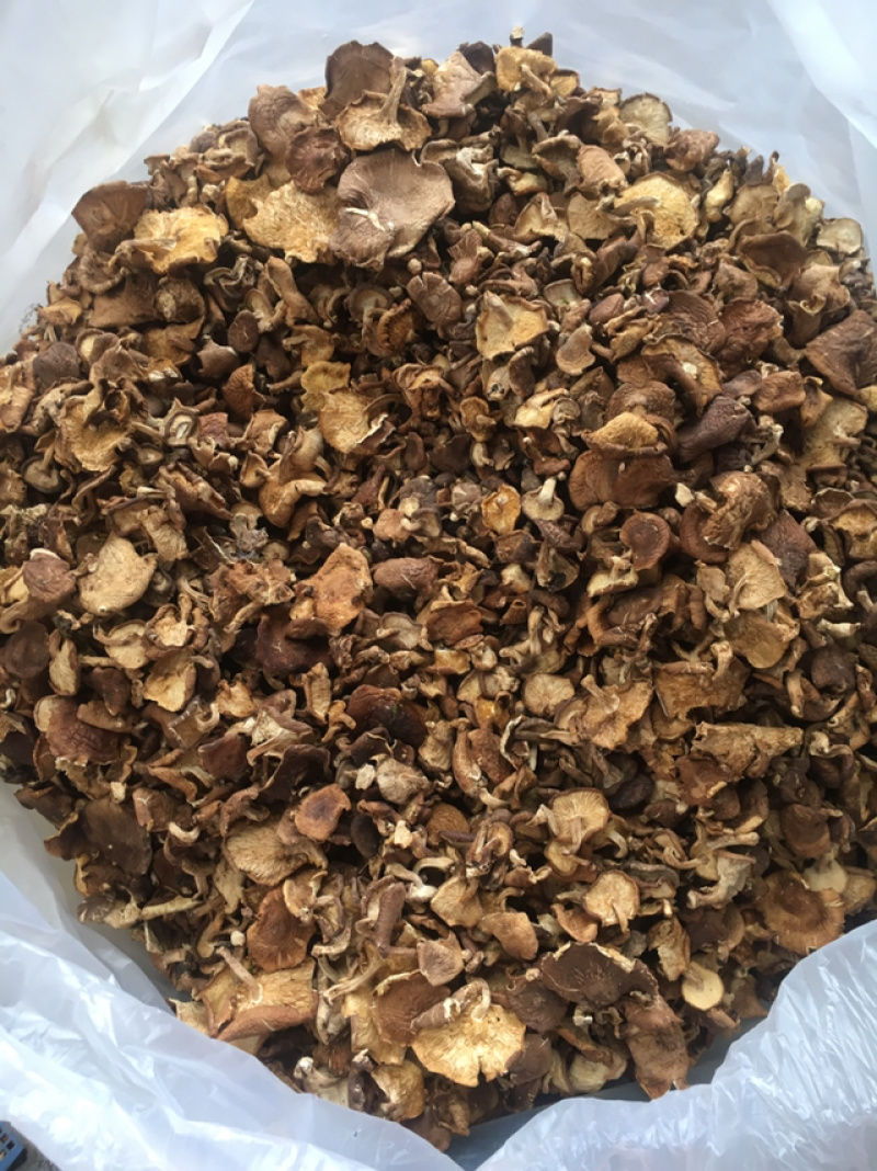 香菇菌，野生香菇，野生食用菌批发，云南特产