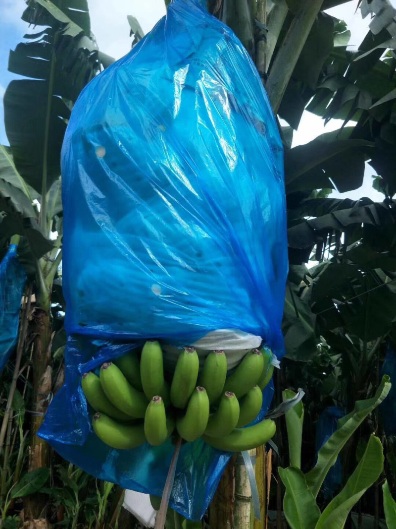 广西南宁香蕉种植基地