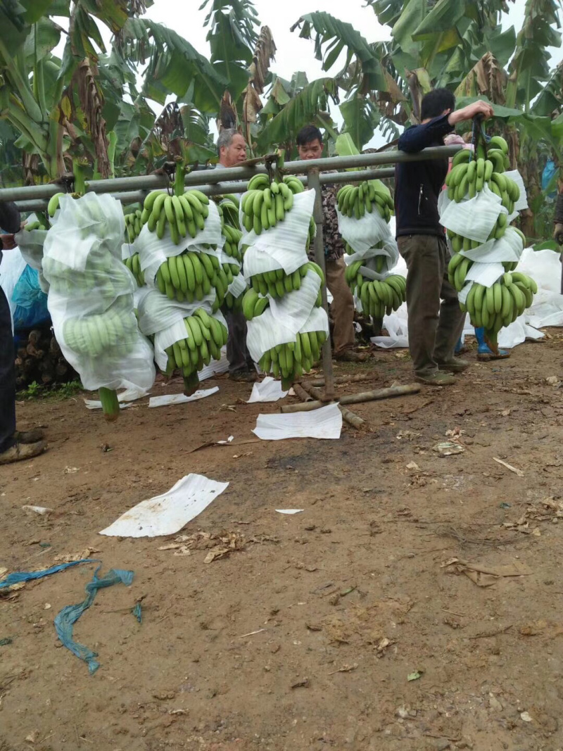 广西南宁香蕉种植基地