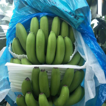 广西南宁香蕉种植基地