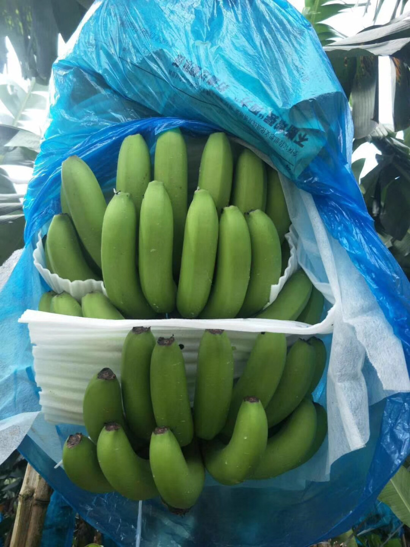 广西南宁香蕉种植基地