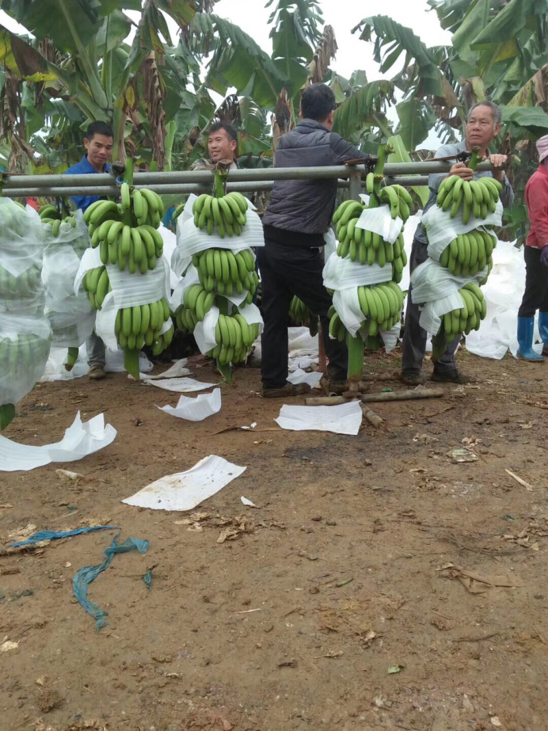 广西南宁香蕉种植基地