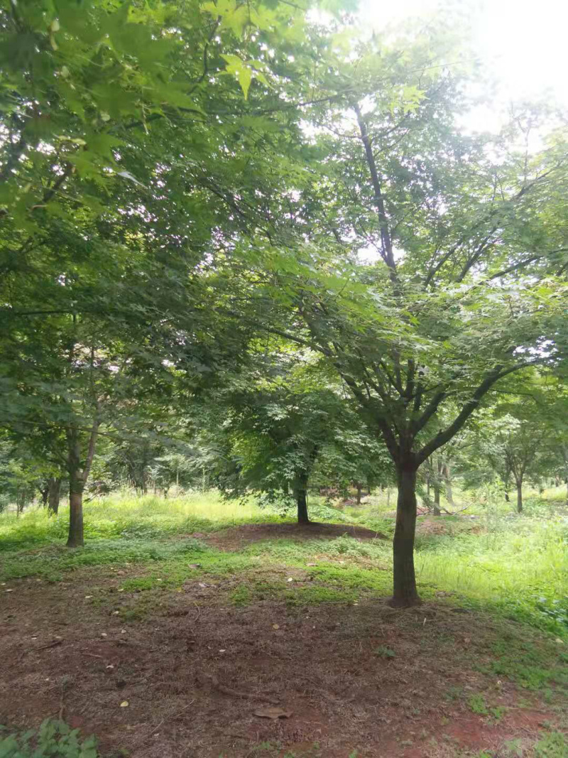 供应鸡爪槭，造型树，变色枫树各种品种，各种规格，量大优惠