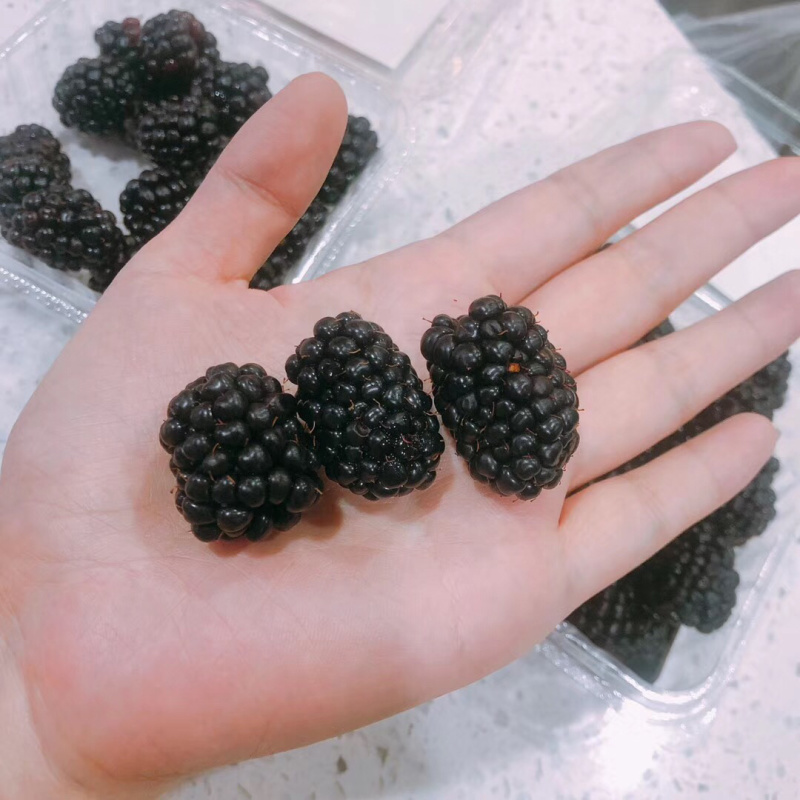 泗水黑莓，大量供应，量大有价
